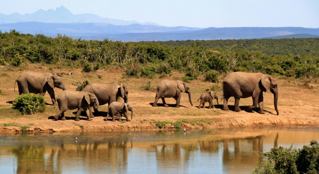 Discover the Untamed Beauty of Kumana National Park