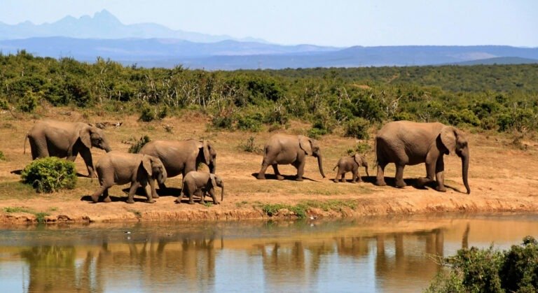 Discover the Untamed Beauty of Kumana National Park